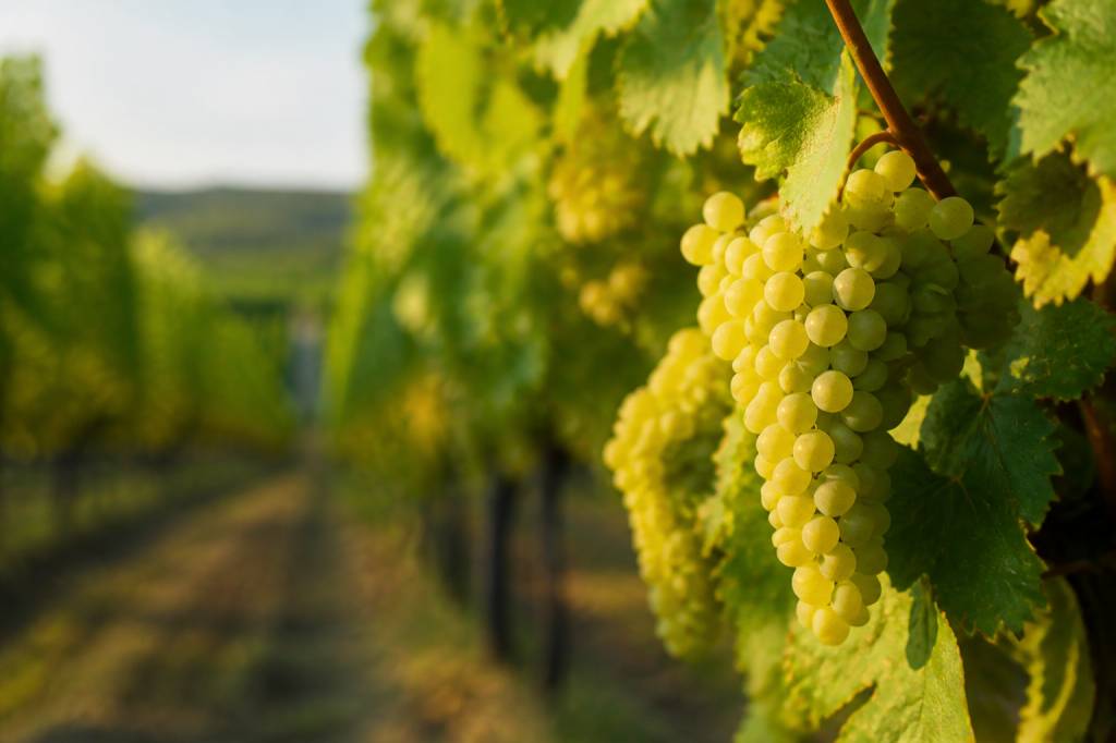 Le cépage Sauvignon gris : un blanc discret aux arômes subtils à redécouvrir